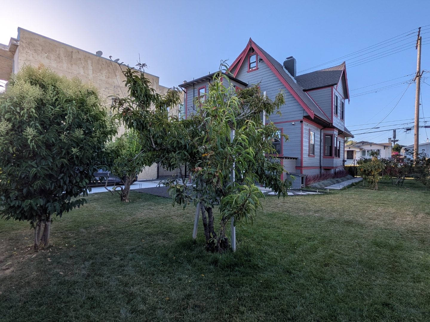 Close-up of a backyard fruit tree with the home behind it