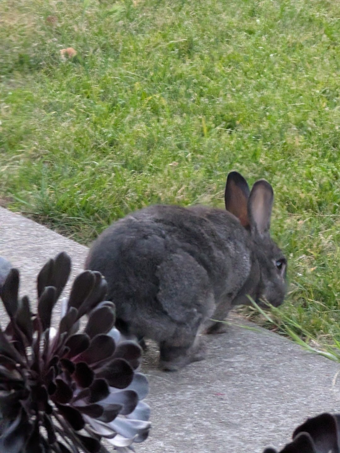 A brown rabbit resting in the backyard grass