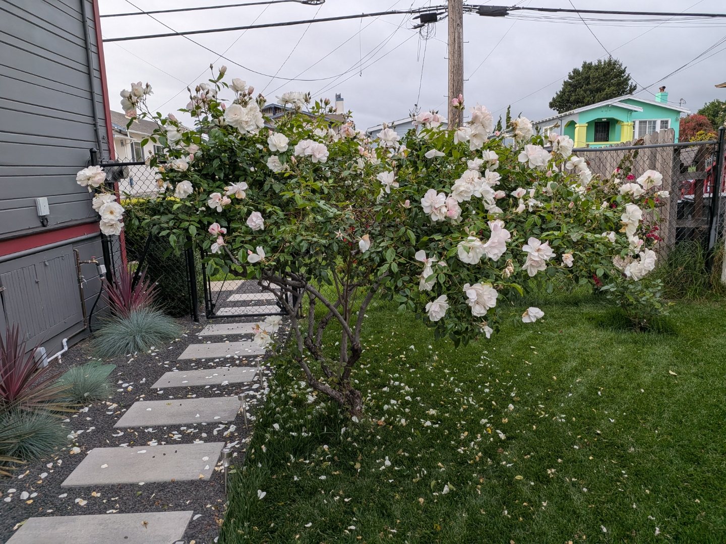 White and blush rose bush arching over the garden path