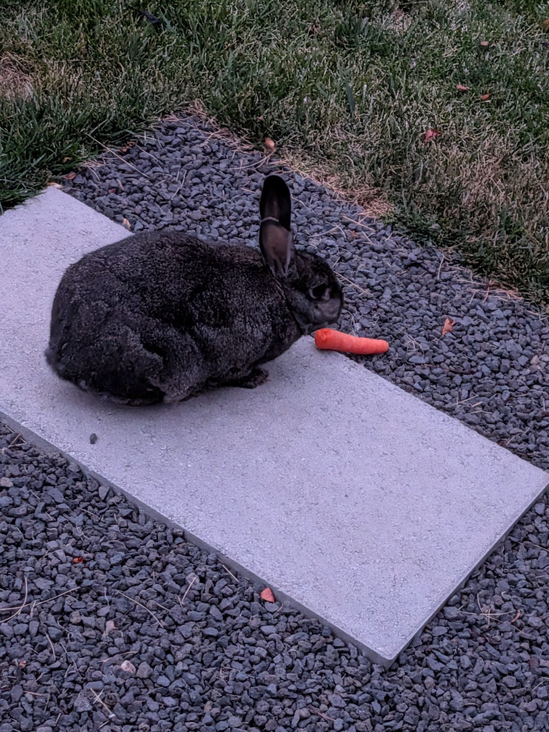 A neighborhood rabbit enjoying a carrot in the backyard